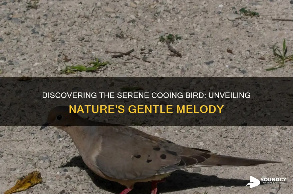 what bird makes cooing sound