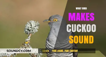 Unveiling the Mystery: Which Bird Produces the Iconic Cuckoo Sound?
