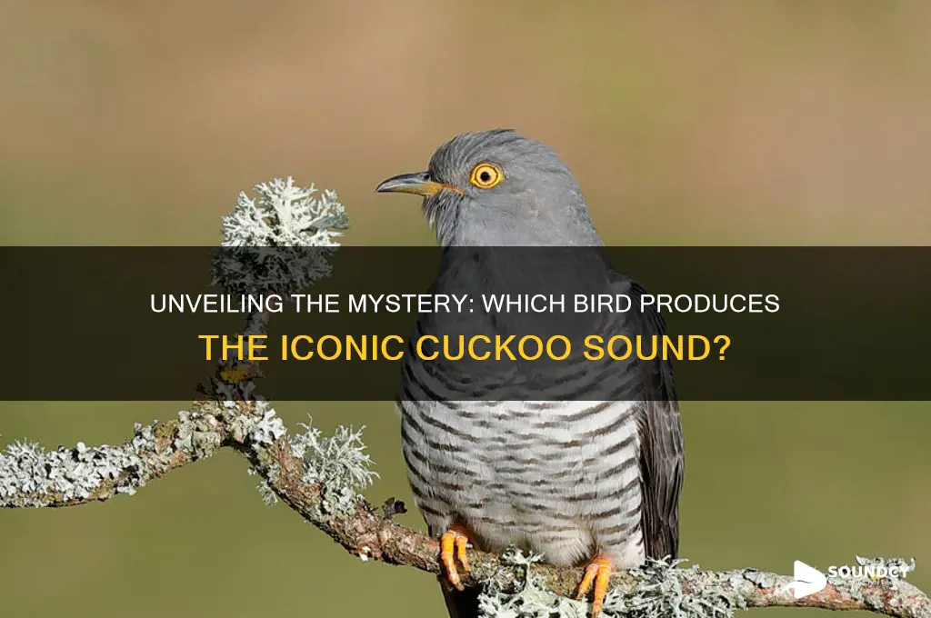 what bird makes cuckoo sound