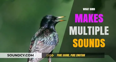 The Mimic Master: Birds That Produce Multiple Sounds and Calls