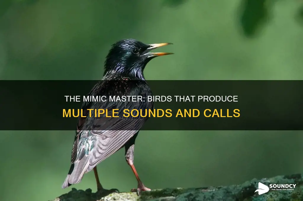what bird makes multiple sounds