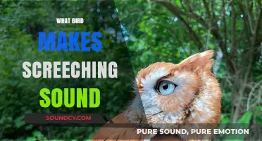 Identifying the Screeching Bird: Uncovering the Culprit Behind the Noisy Calls