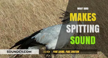 Unveiling the Mystery: Which Bird Produces the Spitting Sound?