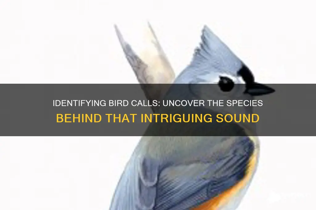 what bird makes that sound