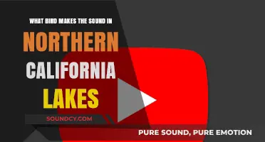 Echoes of the Loon: Unraveling Northern California's Lakeside Melodies