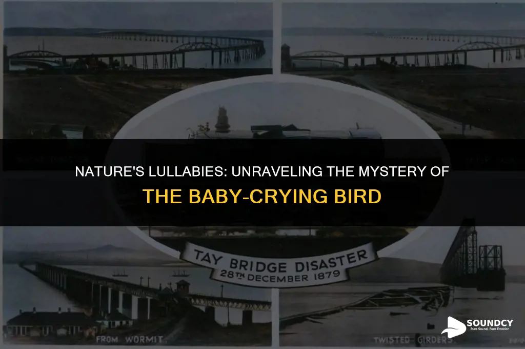 what bird makes the sound like a baby crying