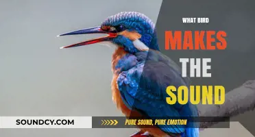 Identifying Bird Calls: Discover Which Bird Makes That Sound
