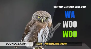 Whoo-Wa-Whoo: Unveiling the Mystery Bird Behind the Haunting Call