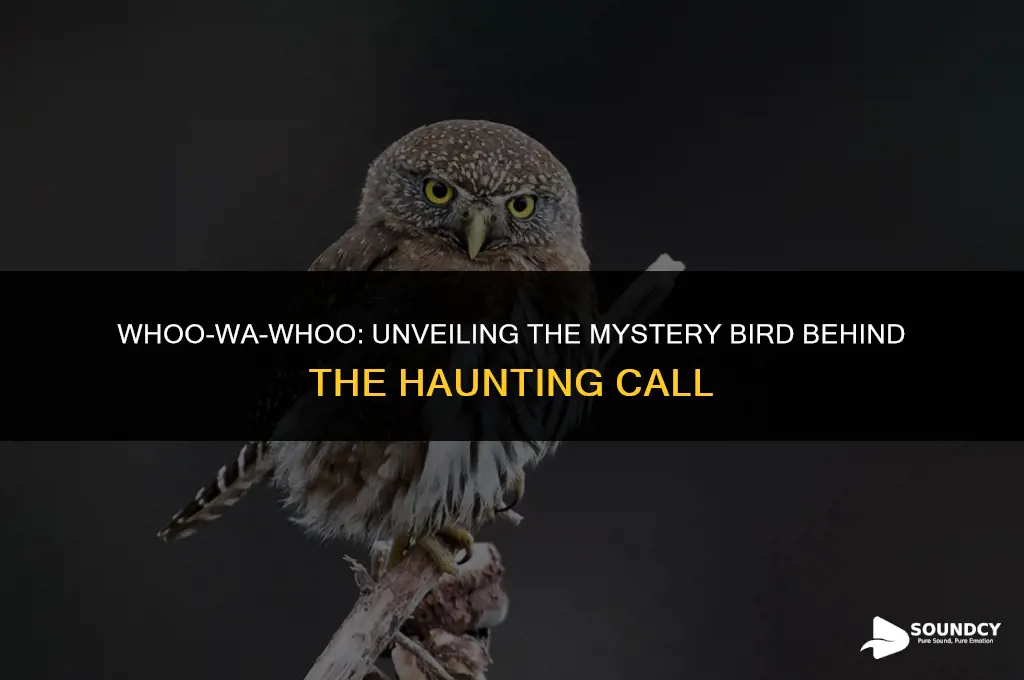 what bird makes this sound whoo wa woo woo