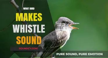 Discover the Bird Behind the Whistle: A Guide to Whistling Birds