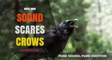 Discover the Bird Call That Effectively Scares Crows Away