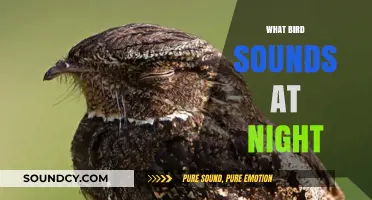 Unveiling the Mysterious Nighttime Calls of Birds: Who's Singing?
