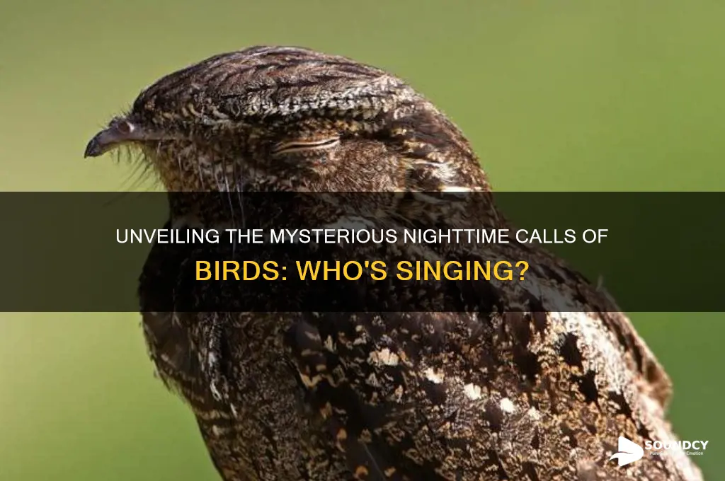 what bird sounds at night