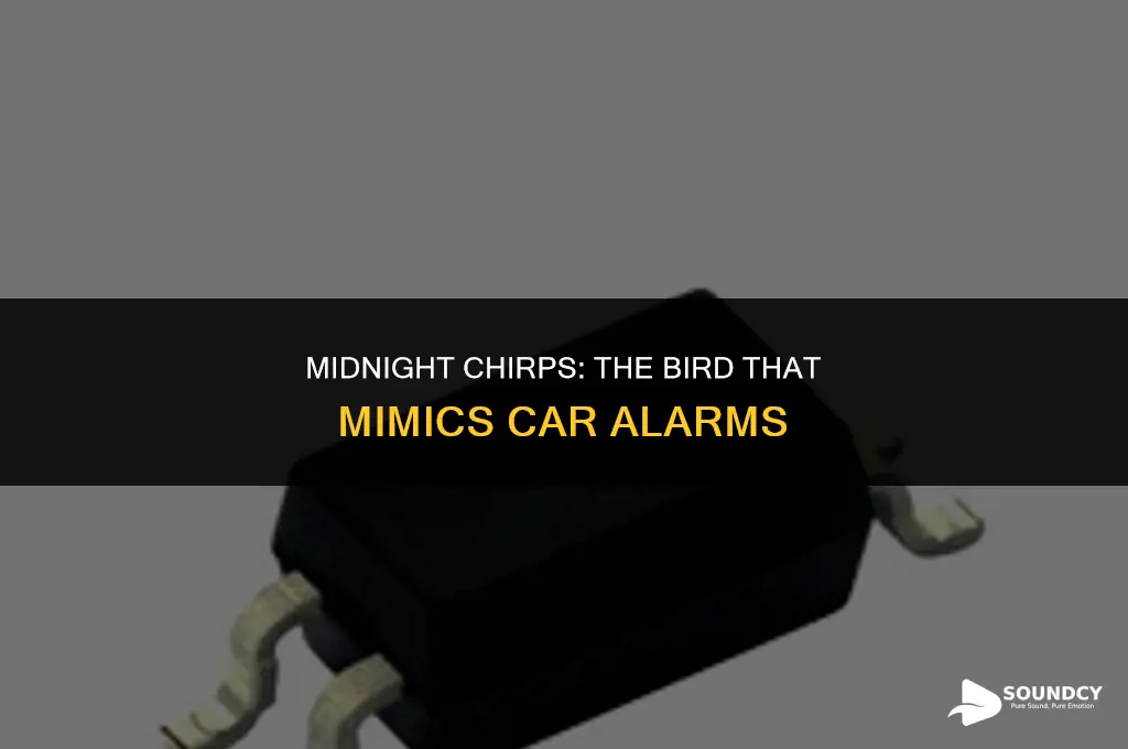 what bird sounds like a car alarm at night