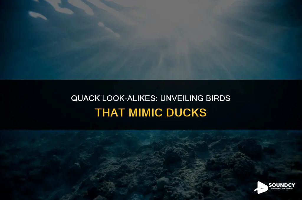 what bird sounds like a duck but isn