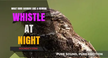 Mysterious Nighttime Whistles: Birds That Mimic Human Sounds After Dark