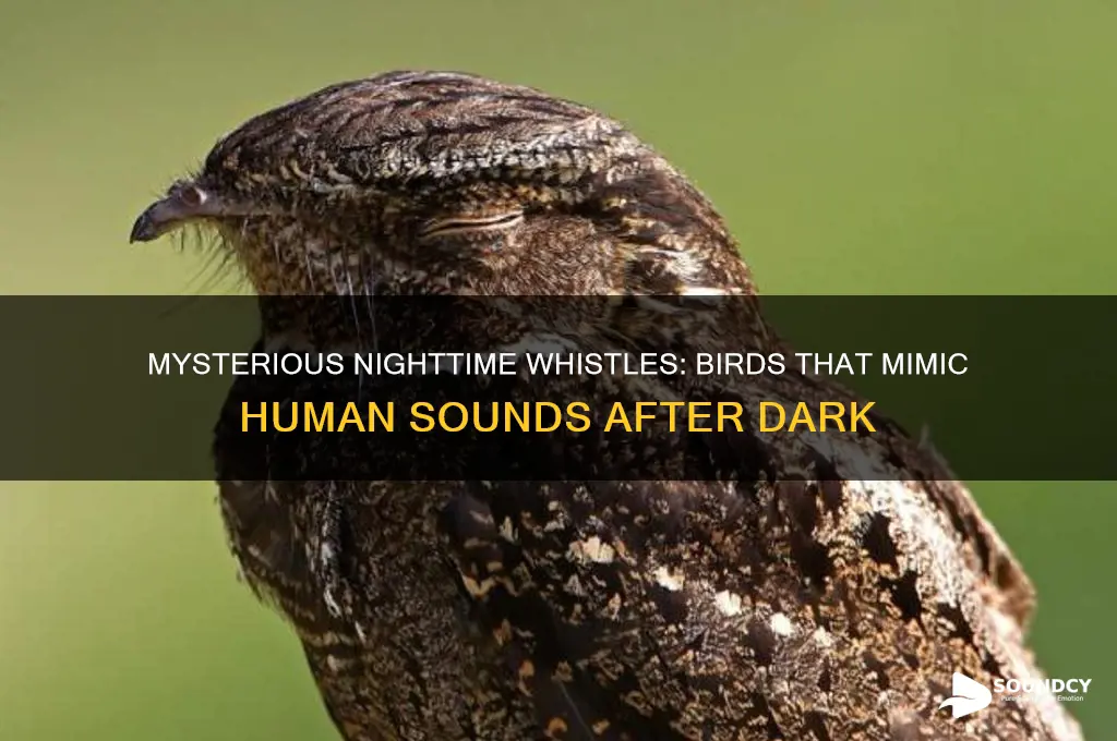 what bird sounds like a human whistle at night