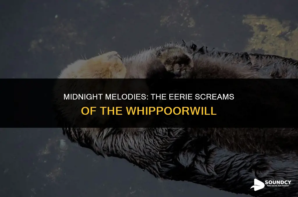 what bird sounds like a woman screaming at night