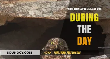 Daytime Hoots: Birds That Mimic Owl Sounds in Broad Daylight