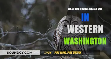 Echoes of the Pacific Northwest: Birdsong Mysteries Unveiled