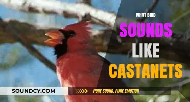 Discover the Bird Whose Song Mimics Castanets: A Rhythmic Mystery