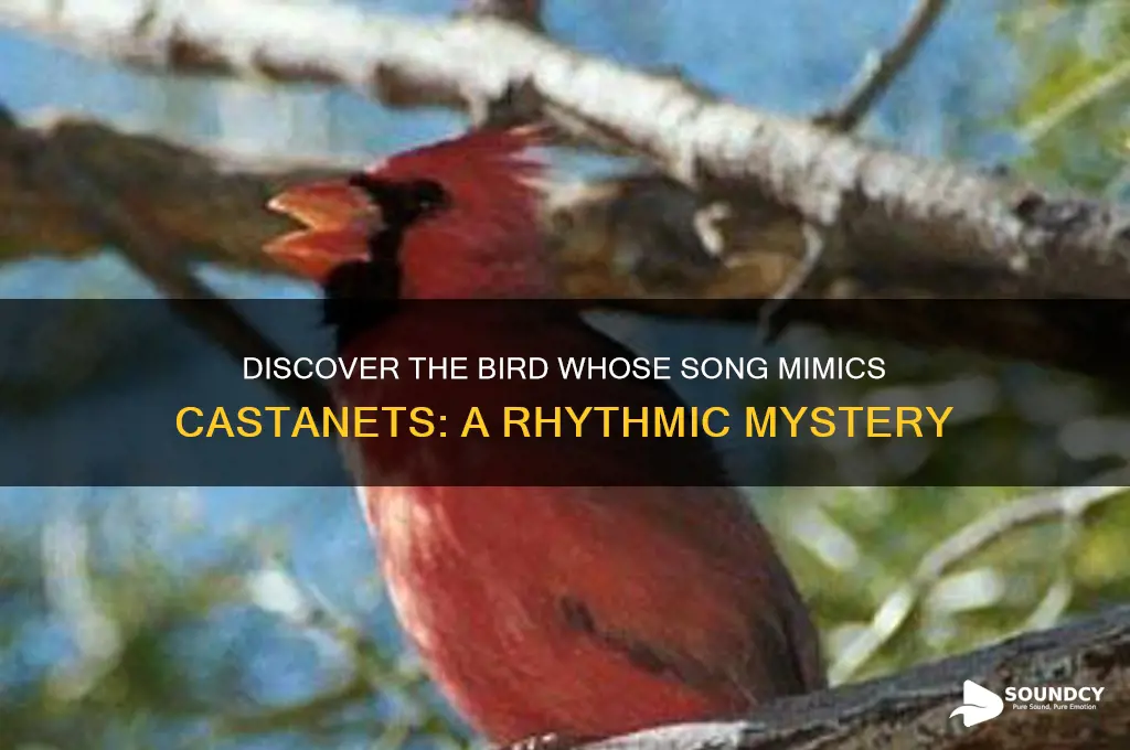 what bird sounds like castanets