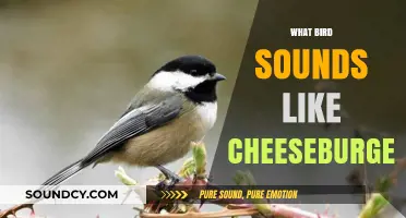 Unraveling the Mystery: Which Bird's Call Sounds Like 'Cheeseburger'?