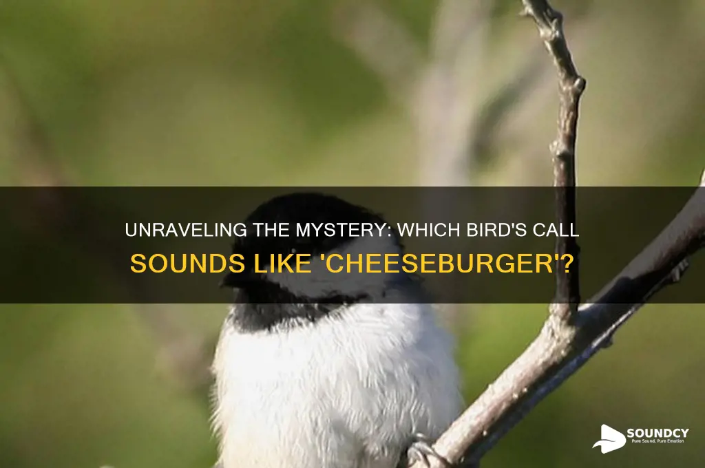 what bird sounds like cheeseburger