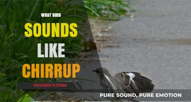 Discovering Birds That Mimic Chirrup Sounds: A Nature Lover's Guide