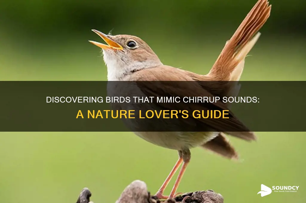 what bird sounds like chirrup