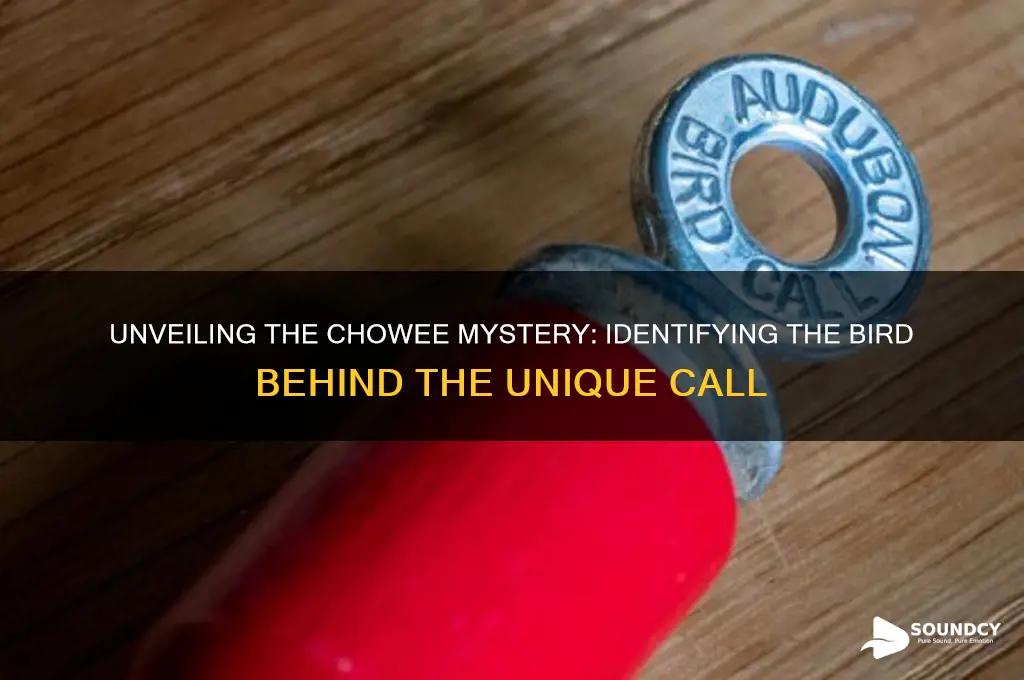 what bird sounds like chowee