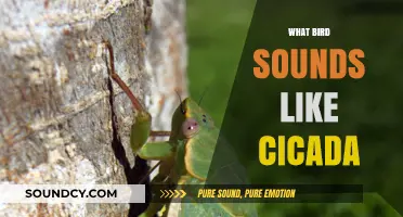 Cicada-Like Bird Calls: Unveiling the Surprising Mimicry in Nature's Soundscape