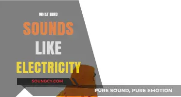 Electric Echoes: Unveiling the Bird Whose Song Mimics Electricity
