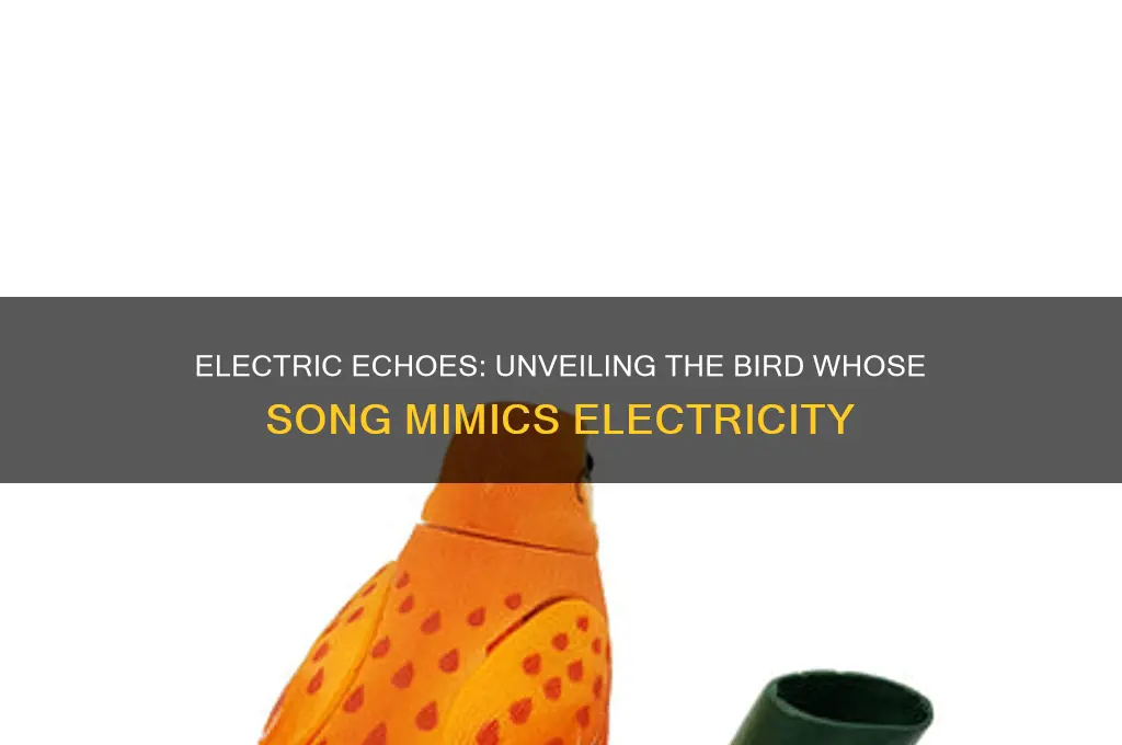 what bird sounds like electricity