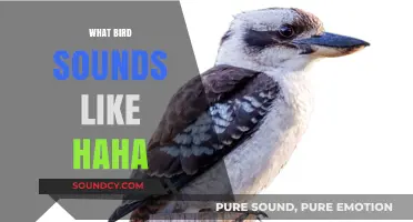 The Hilarious Call of the Kookaburra: Nature's 'Haha' Explained