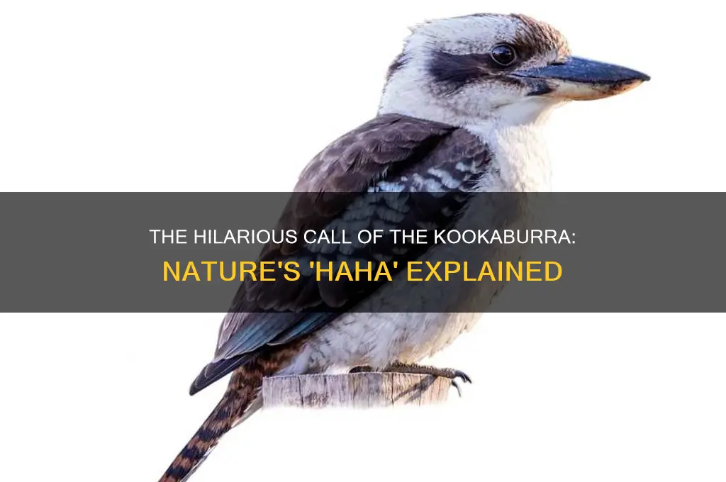 what bird sounds like haha