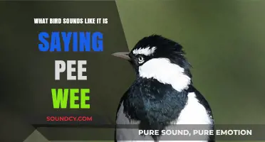 Nature's Mimic: The Pee Wee Bird's Unique Call Explained
