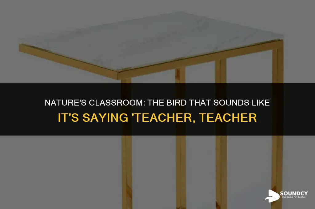 what bird sounds like it is saying teacher teacher