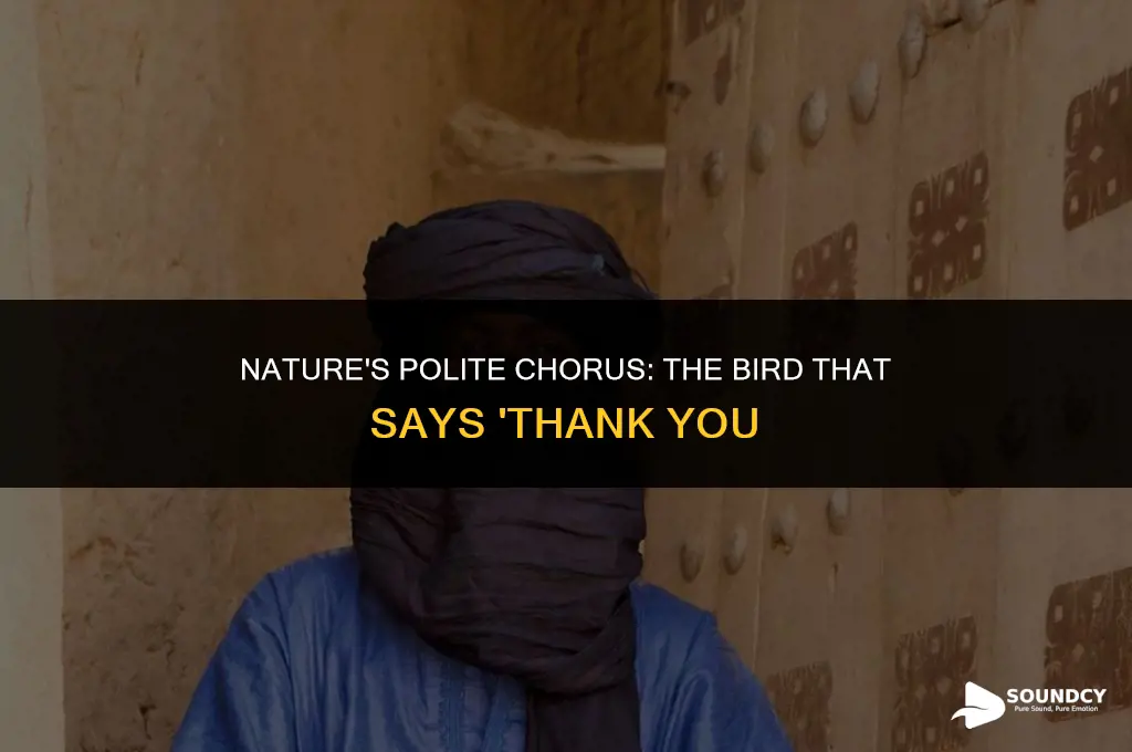 what bird sounds like it is saying thank you