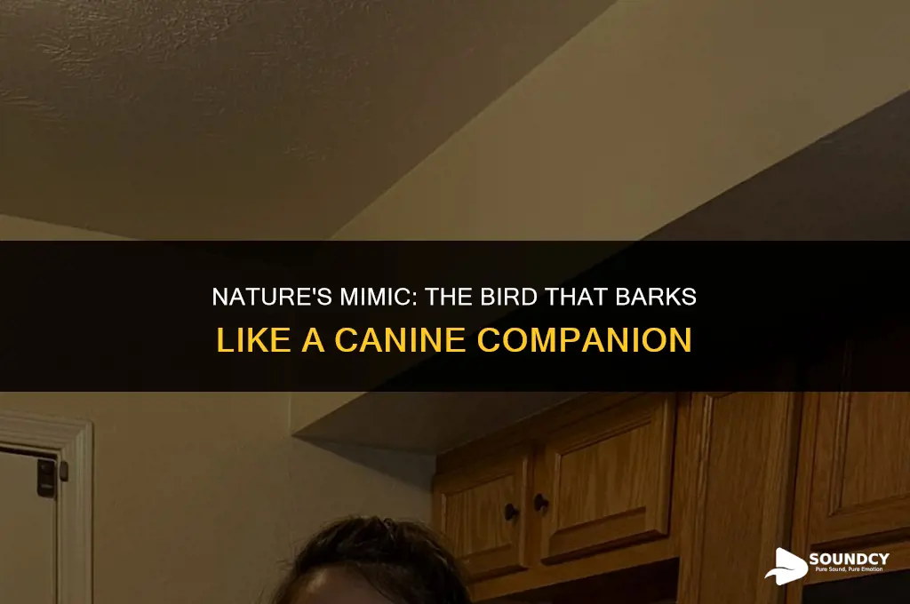what bird sounds like it