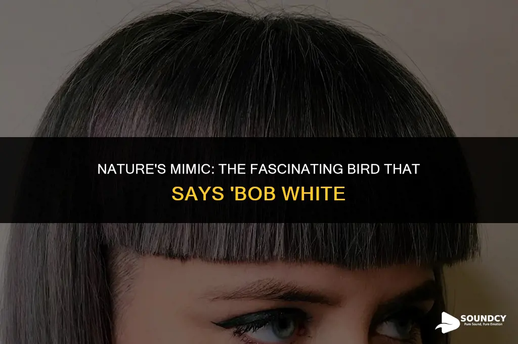 what bird sounds like it