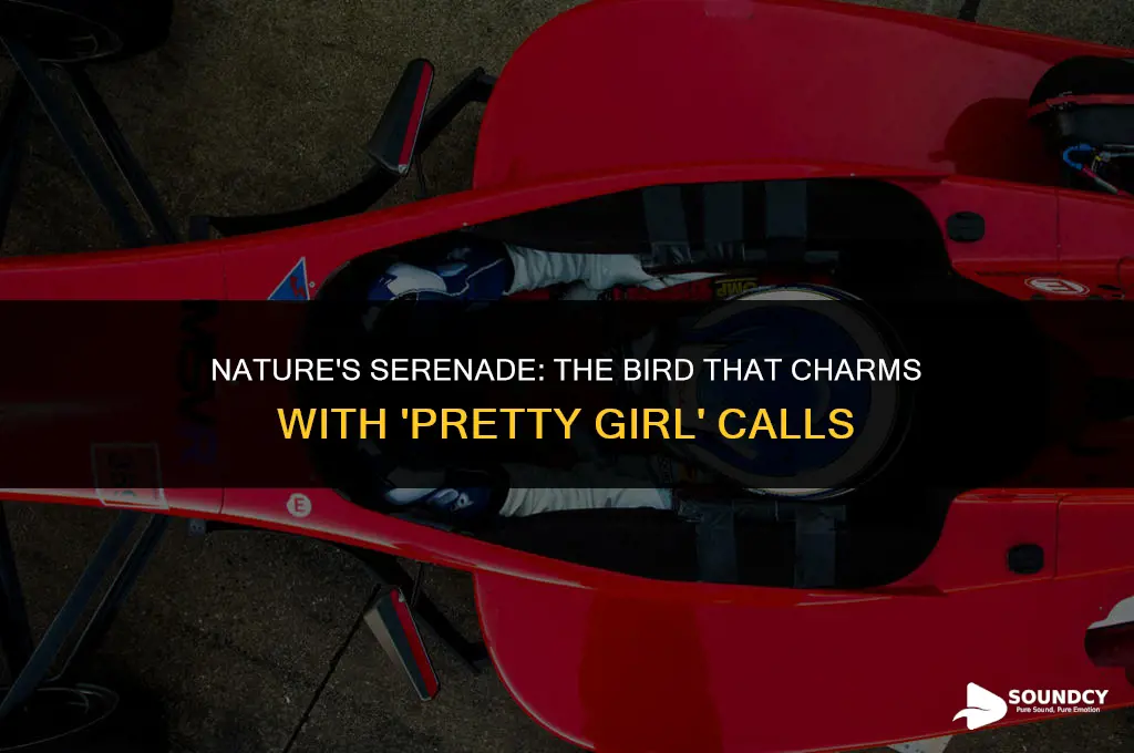what bird sounds like it