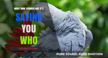 Nature's Mimic: The Bird That Says 'You Who?