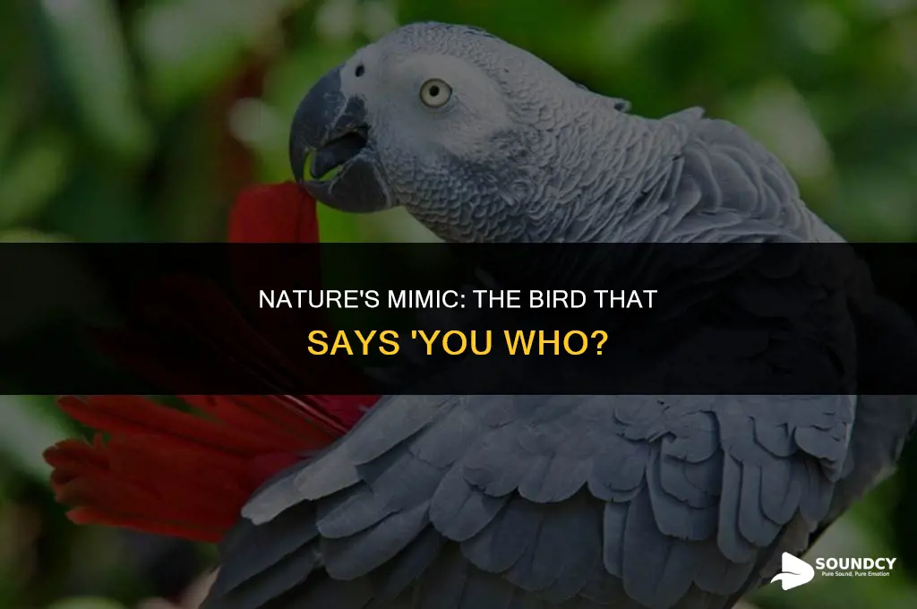 what bird sounds like it