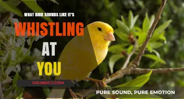 Nature's Serenade: The Enigmatic Bird That Whistles at You