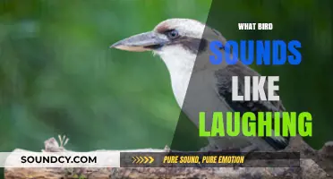 Discover the Hilarious Bird Whose Call Sounds Like Human Laughter