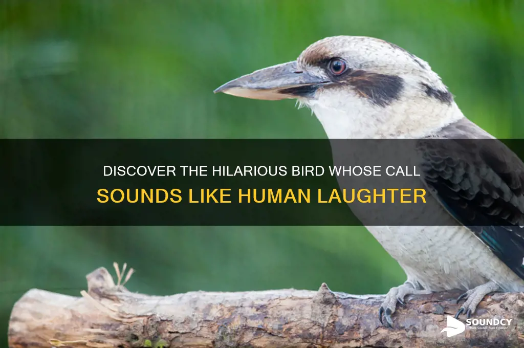 what bird sounds like laughing