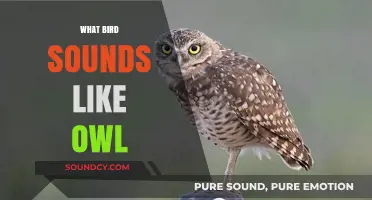 Unveiling Birds That Mimic Owl Hoots: Surprising Sound-Alikes in Nature