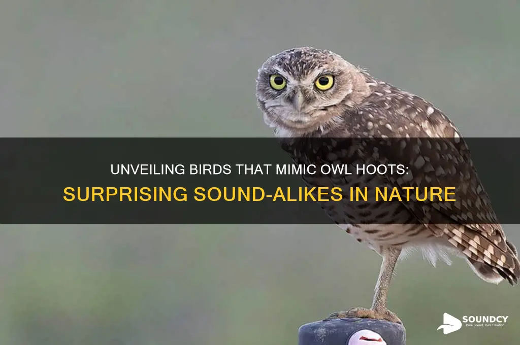 what bird sounds like owl
