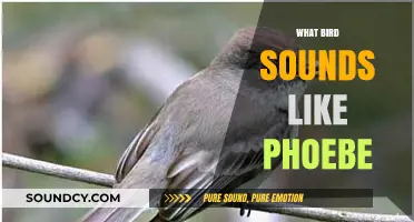 Identifying Bird Calls: Which Species Mimics the Sound of a Phoebe?